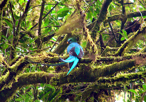 Costa Rican Wildlife